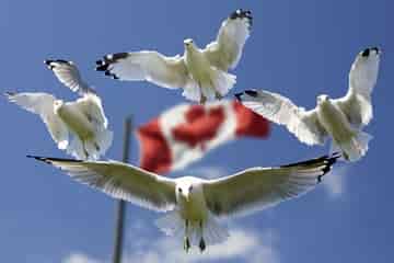 Canadian Citizenship1
