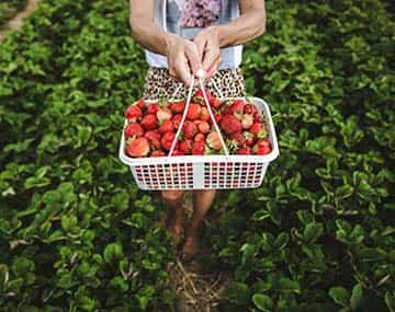 An agri-food pilot worker holds a basket of strawberries in a field.